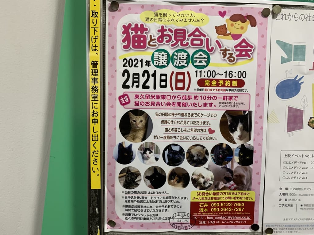 猫とお見合い譲渡会