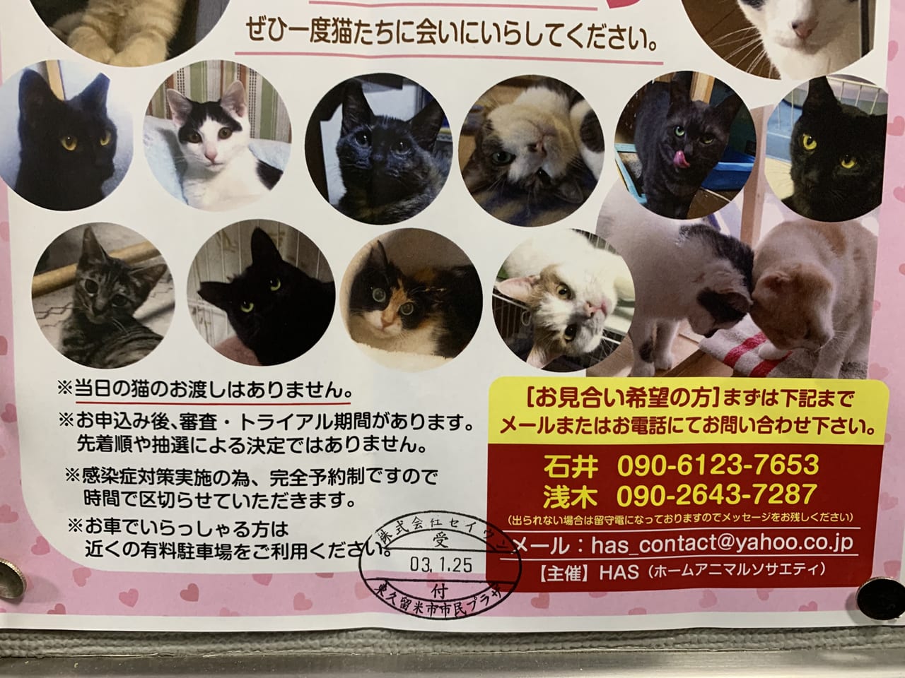 猫とお見合い譲渡会