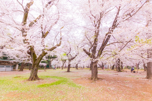 清瀬　桜