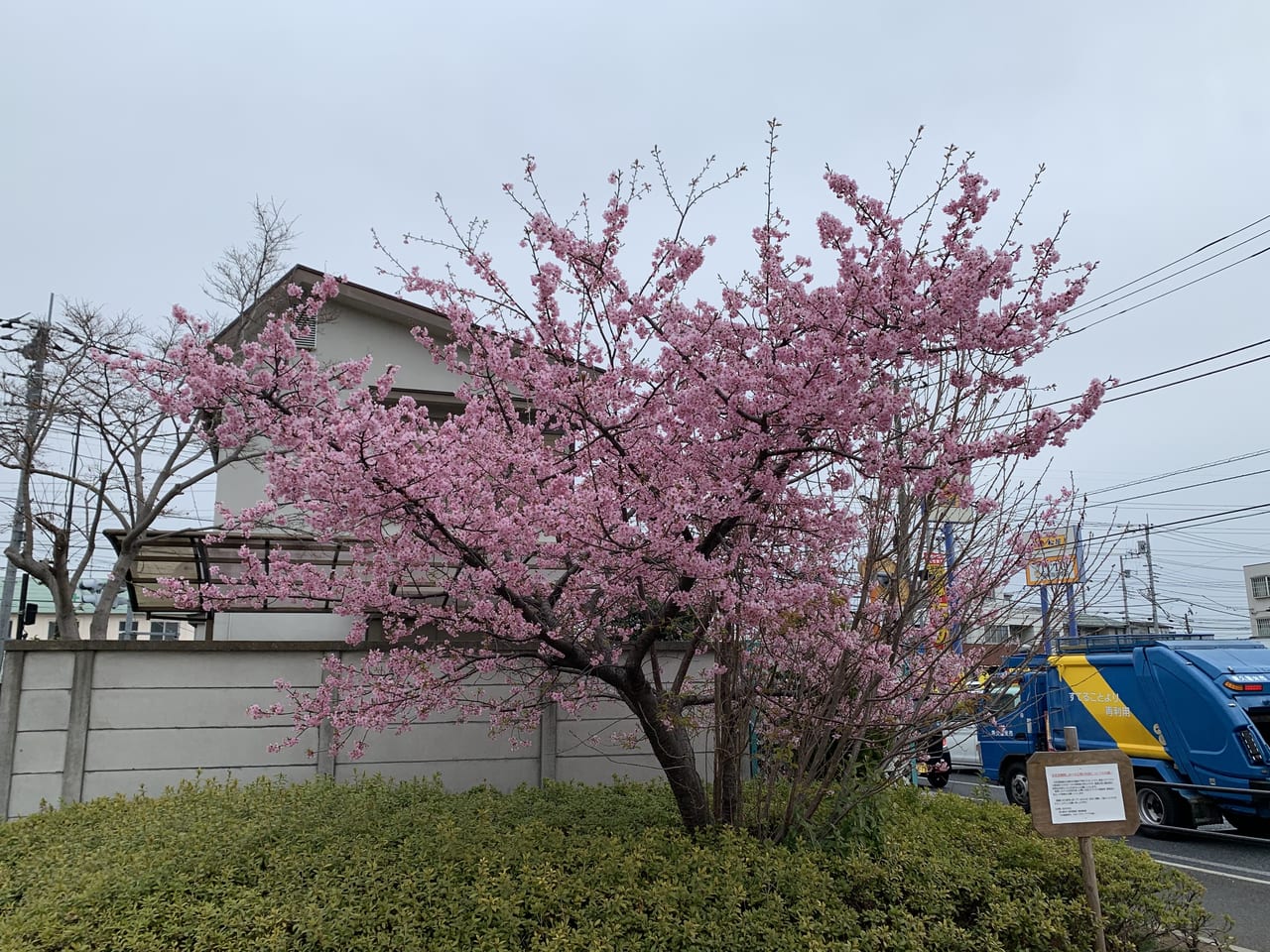 東久留米市 しんやま親水広場 の河津桜が咲いていました 号外net 東久留米市 清瀬市