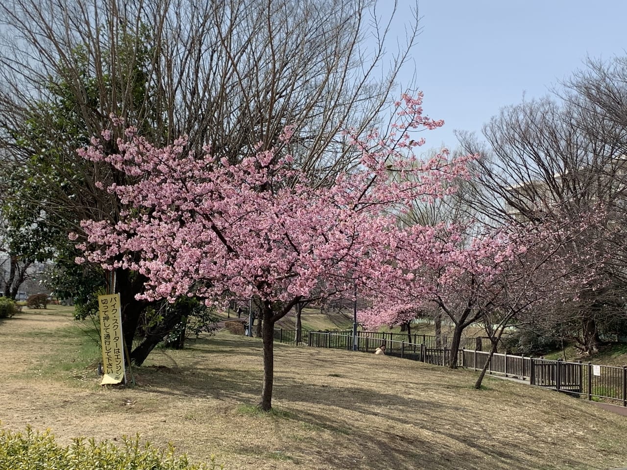 東久留米市 西東京市 桜の満開予想日とおすすめスポット 号外net 東久留米市 清瀬市