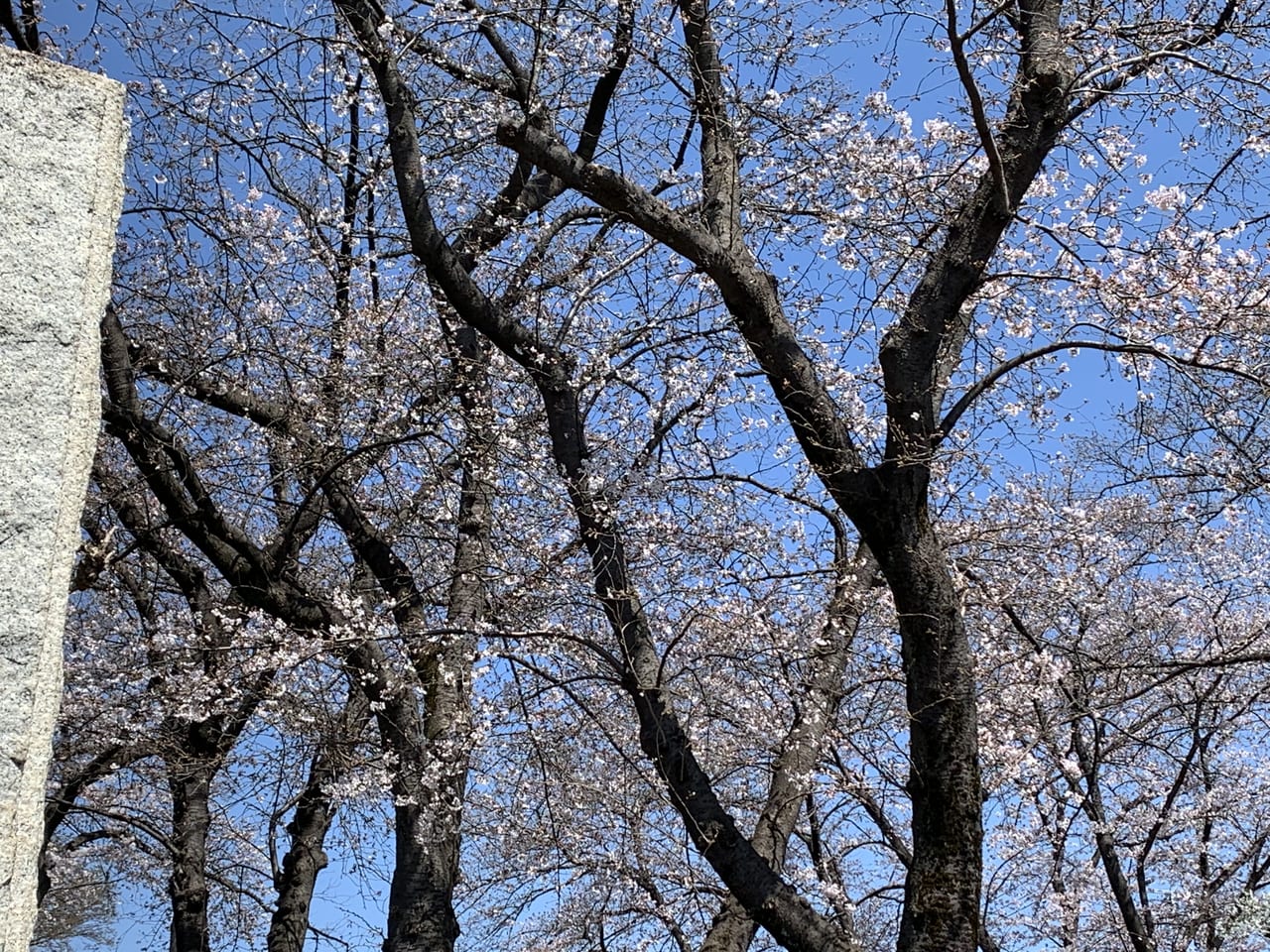東久留米　桜　満開