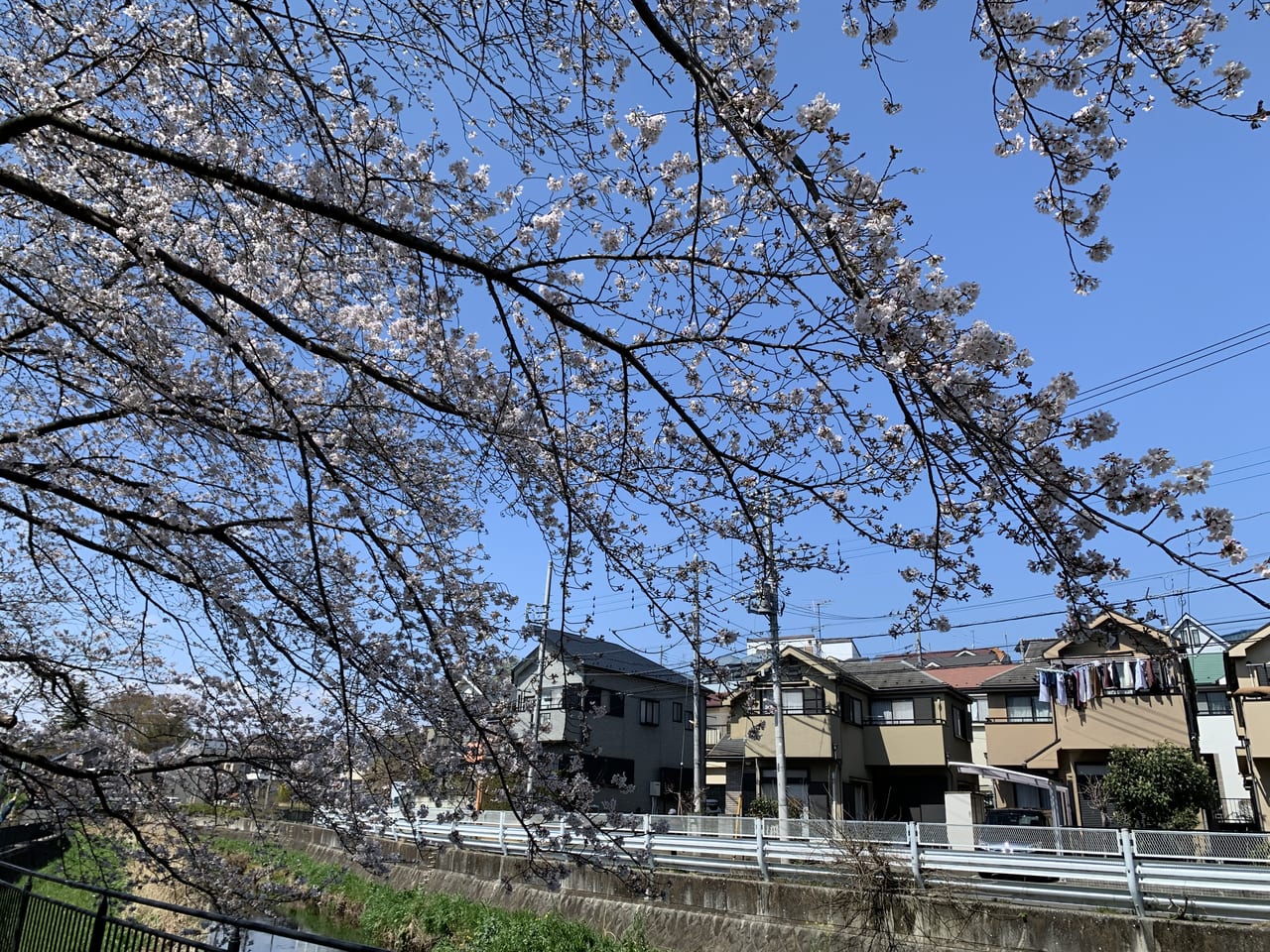 東久留米　桜　満開