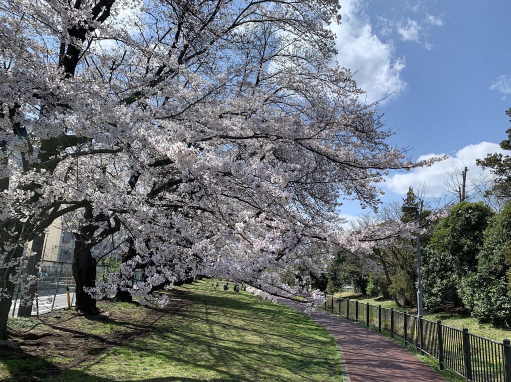 東久留米　桜　満開