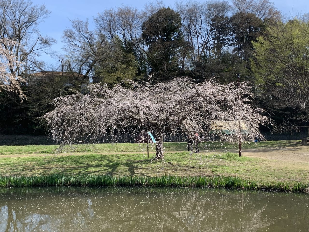 清瀬　桜　満開