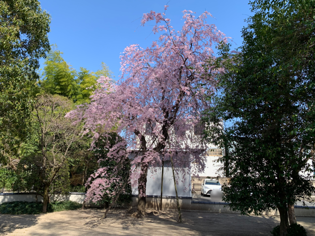 清瀬　桜　満開