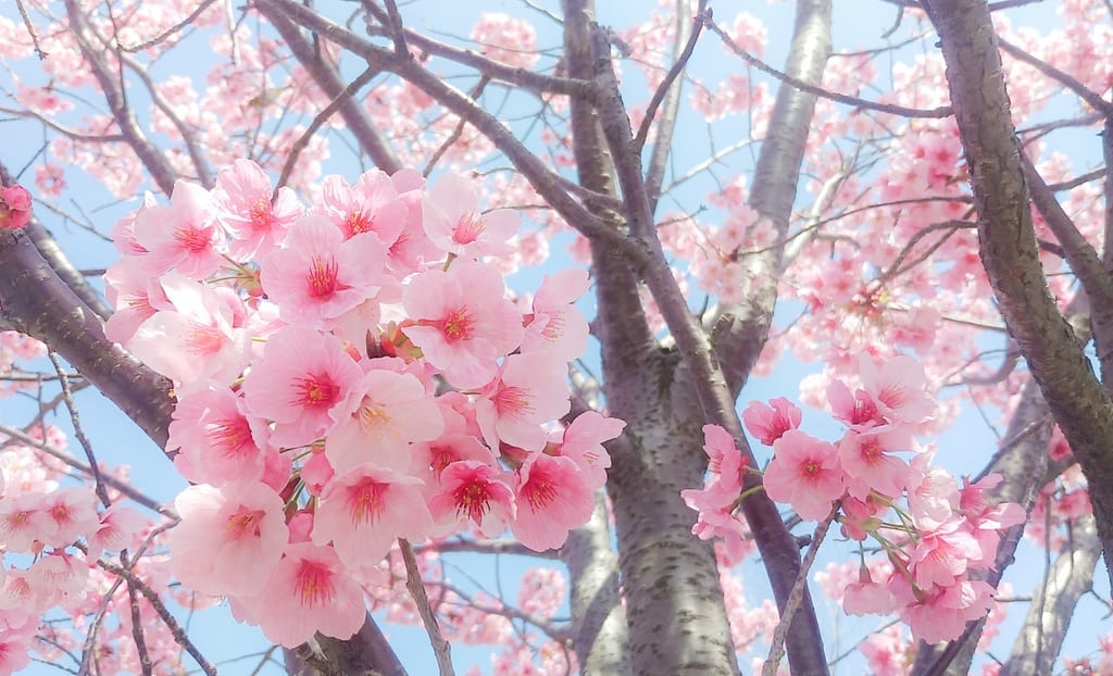 しんやま親水広場　河津桜満開