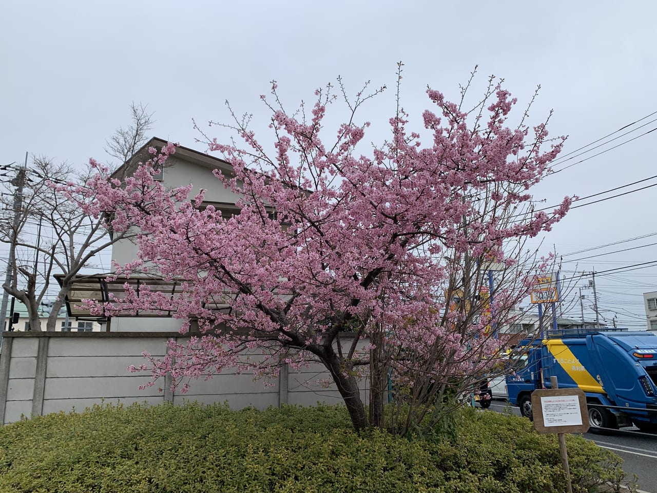 しんやま親水広場　河津桜満開