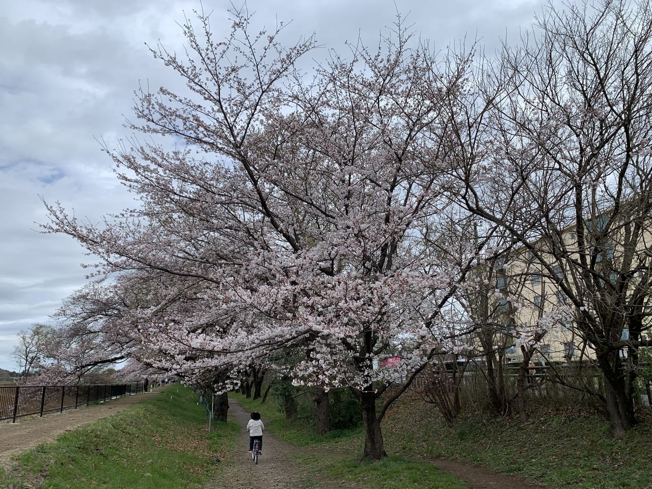 清瀬市　台田運動公園桜