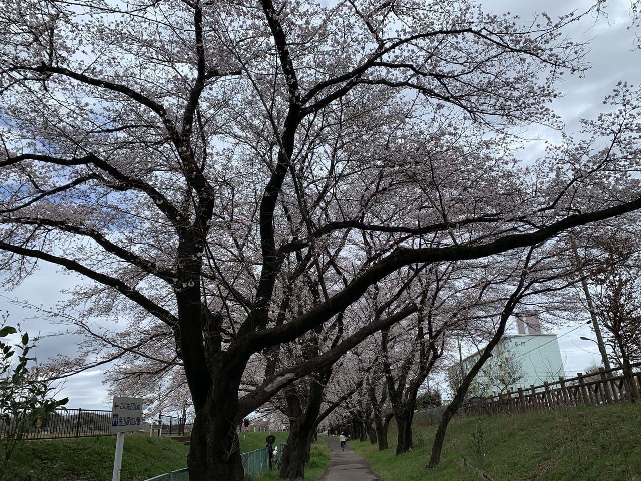 清瀬市　台田運動公園桜