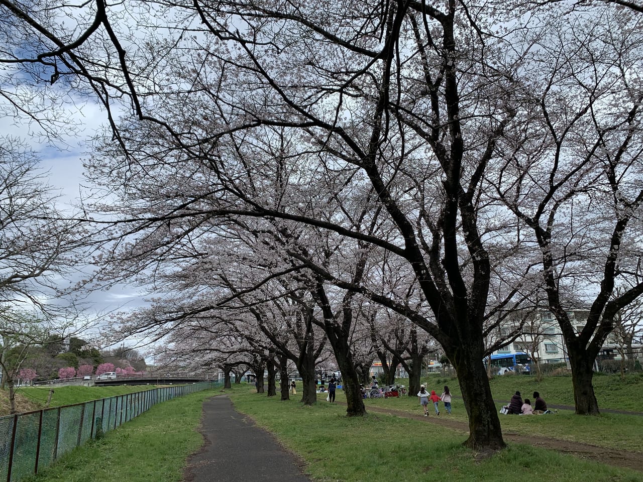 清瀬市　台田運動公園桜