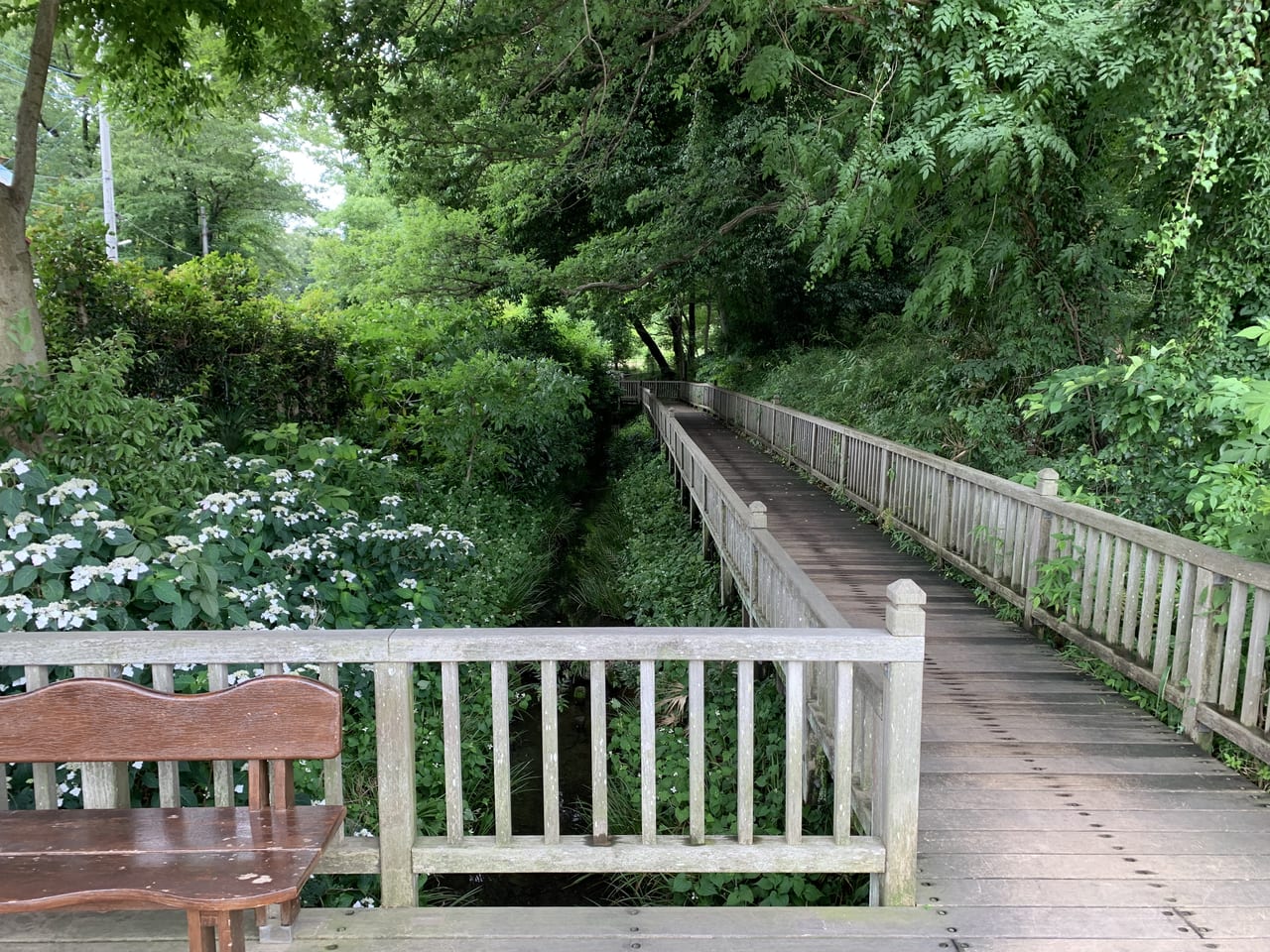 清瀬市 柳瀬川回廊 の 中里緑地保全地域 でホタルが見られる季節になりました しかし まだまだホタルの数は少ないです 号外net 東久留米市 清瀬市