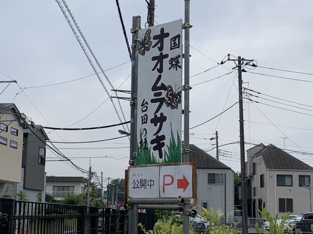 台田の杜　オオムラサキ公開