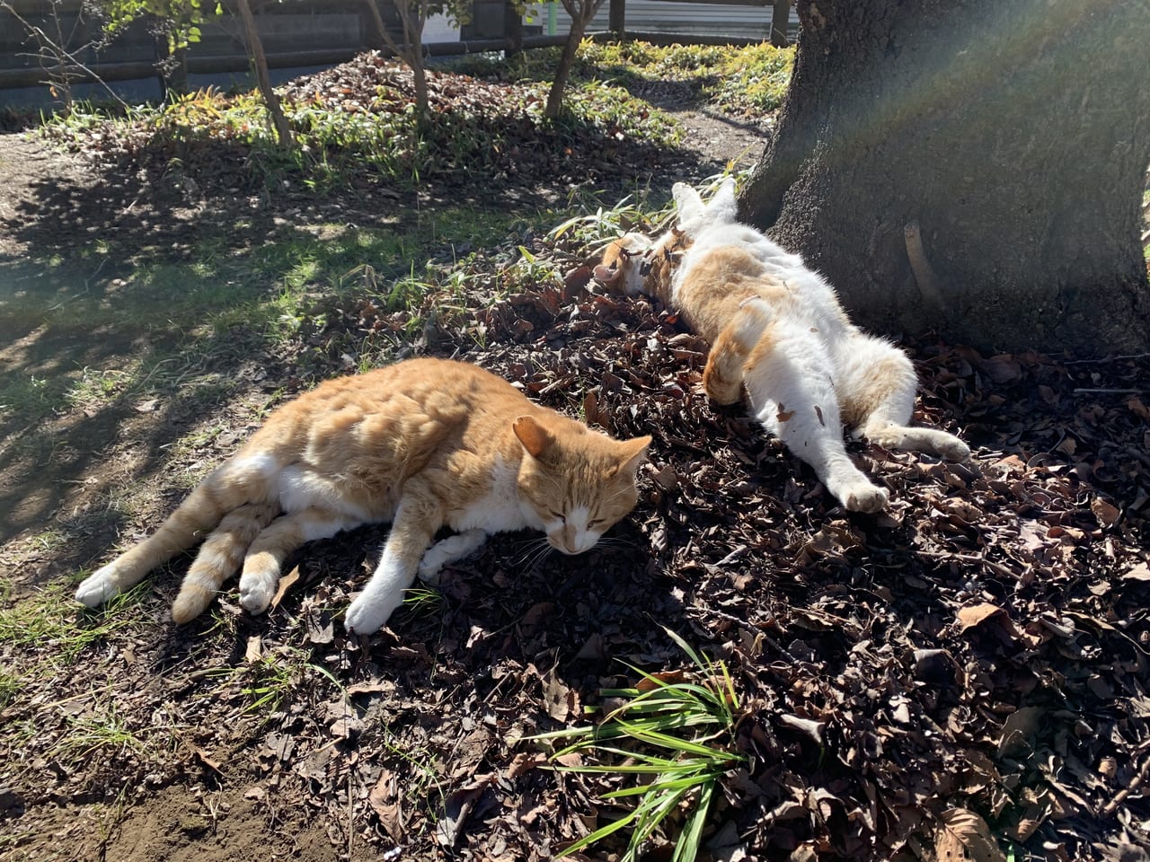 東久留米市　飼い主のいない猫について考えるセミナーR5