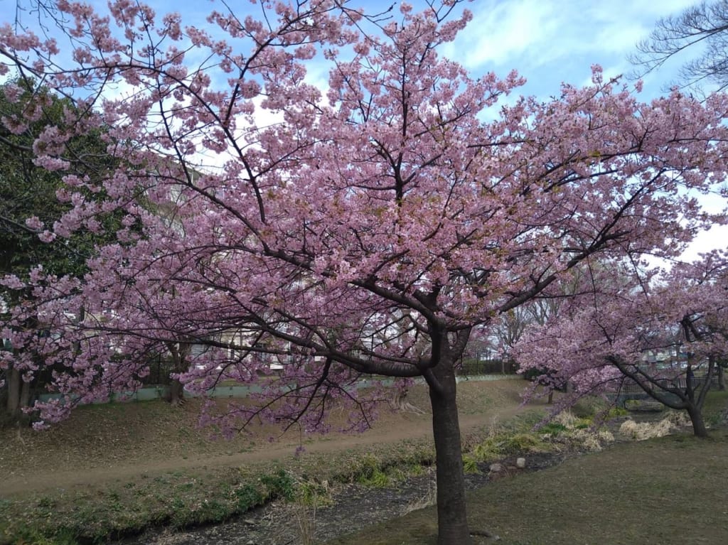 しんやま親水広場　河津桜R5