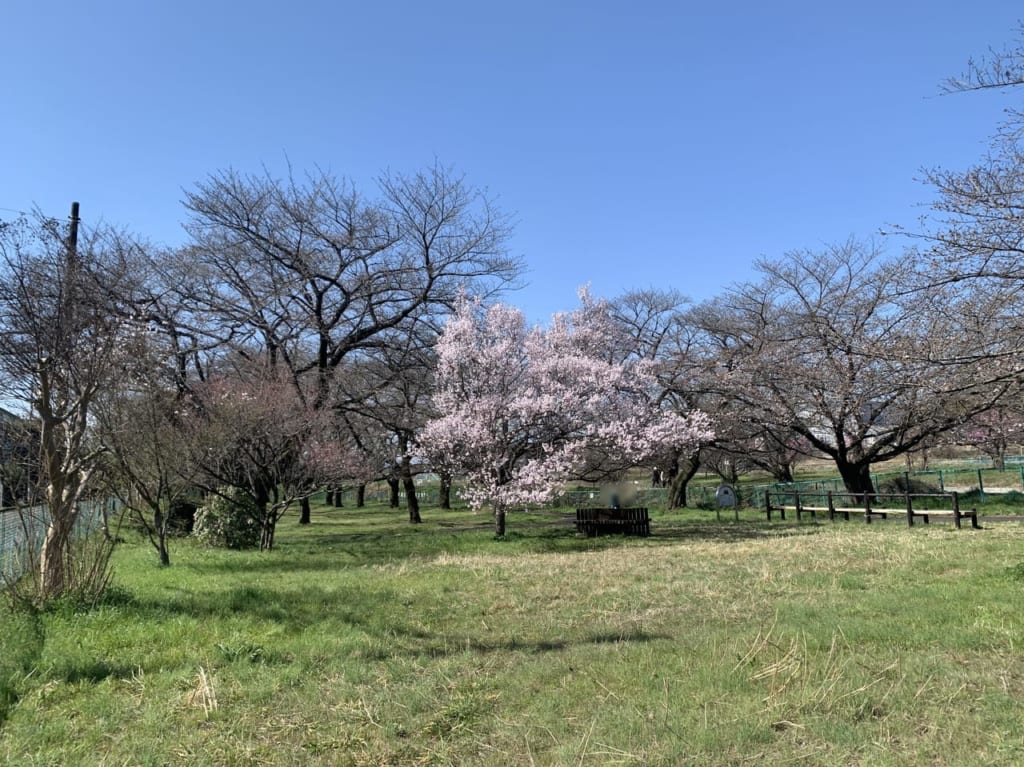 東久留米市清瀬市　桜開花状況R5