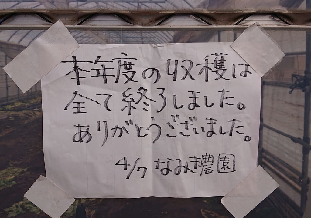 セルリー収穫終了R5