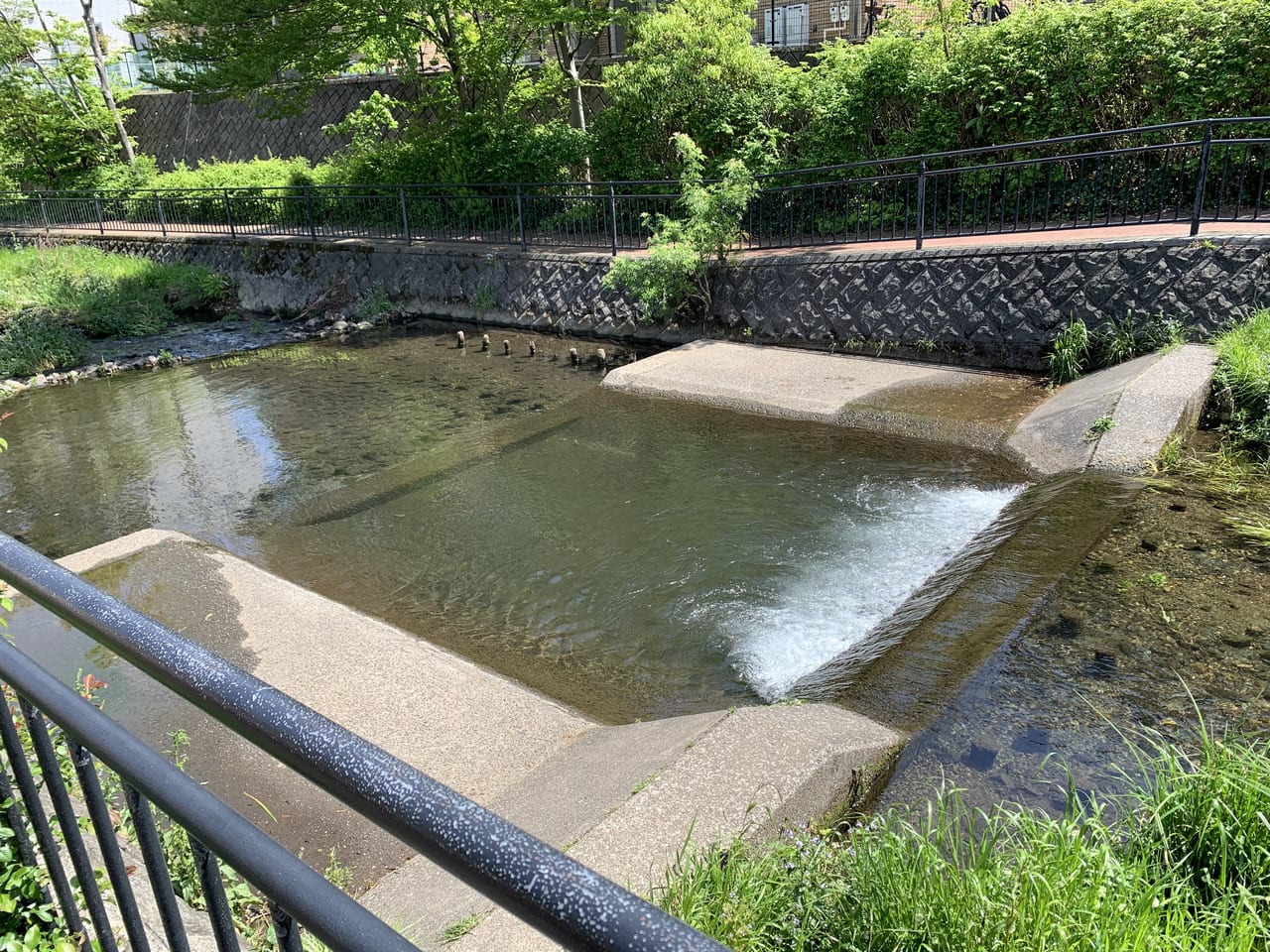 落合川　穴場ツアー