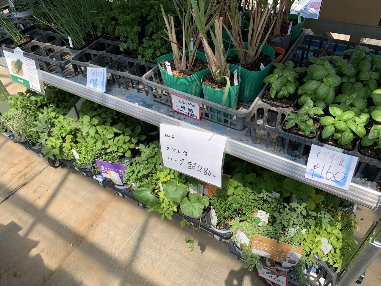 松村園芸　野菜苗直売R5