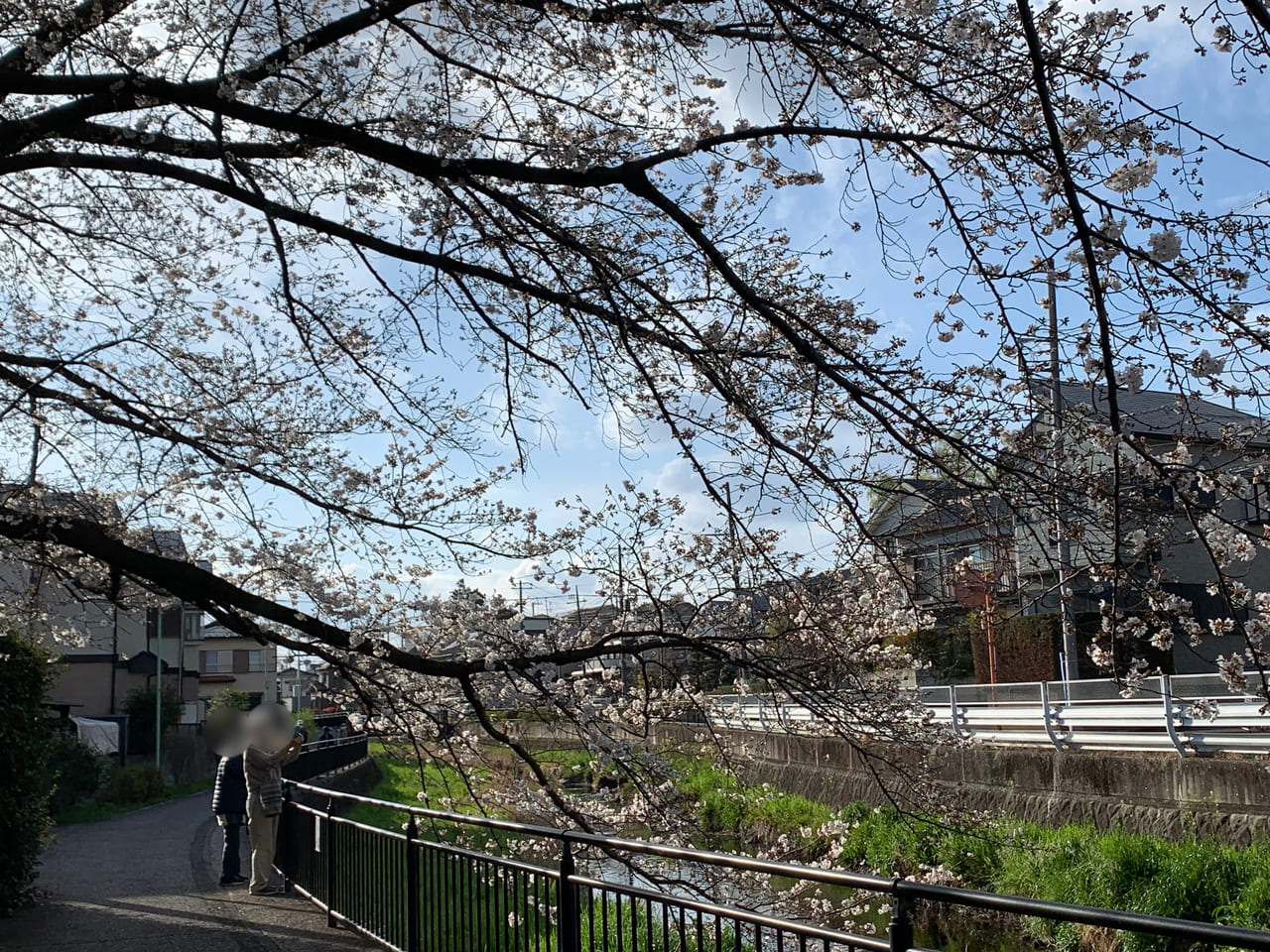 桜の公園　ホタルの観賞R5