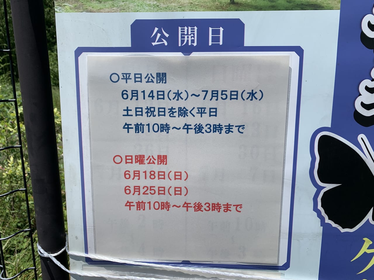 オオムラサキ公開R5
