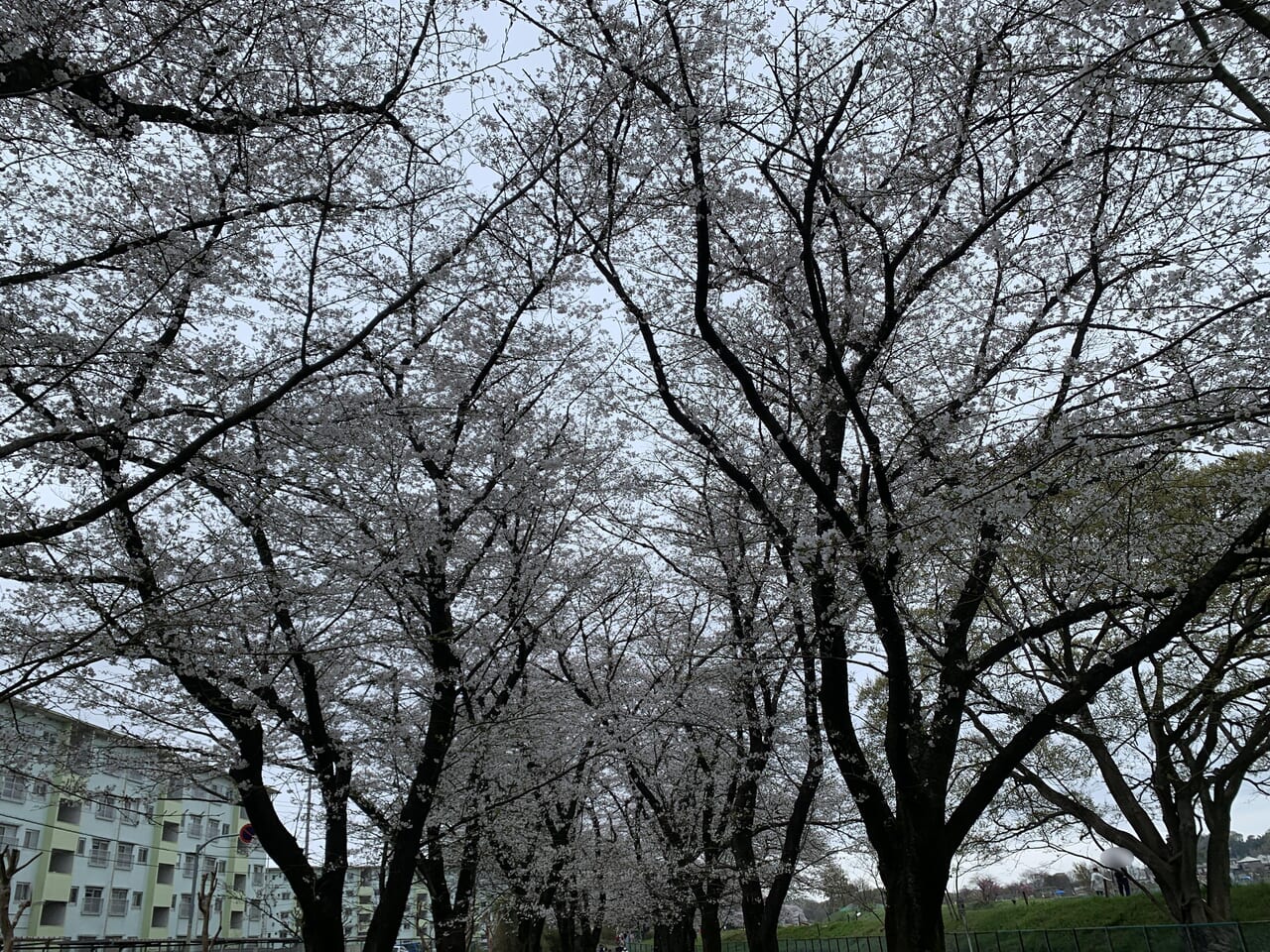 202404台田運動公園　桜