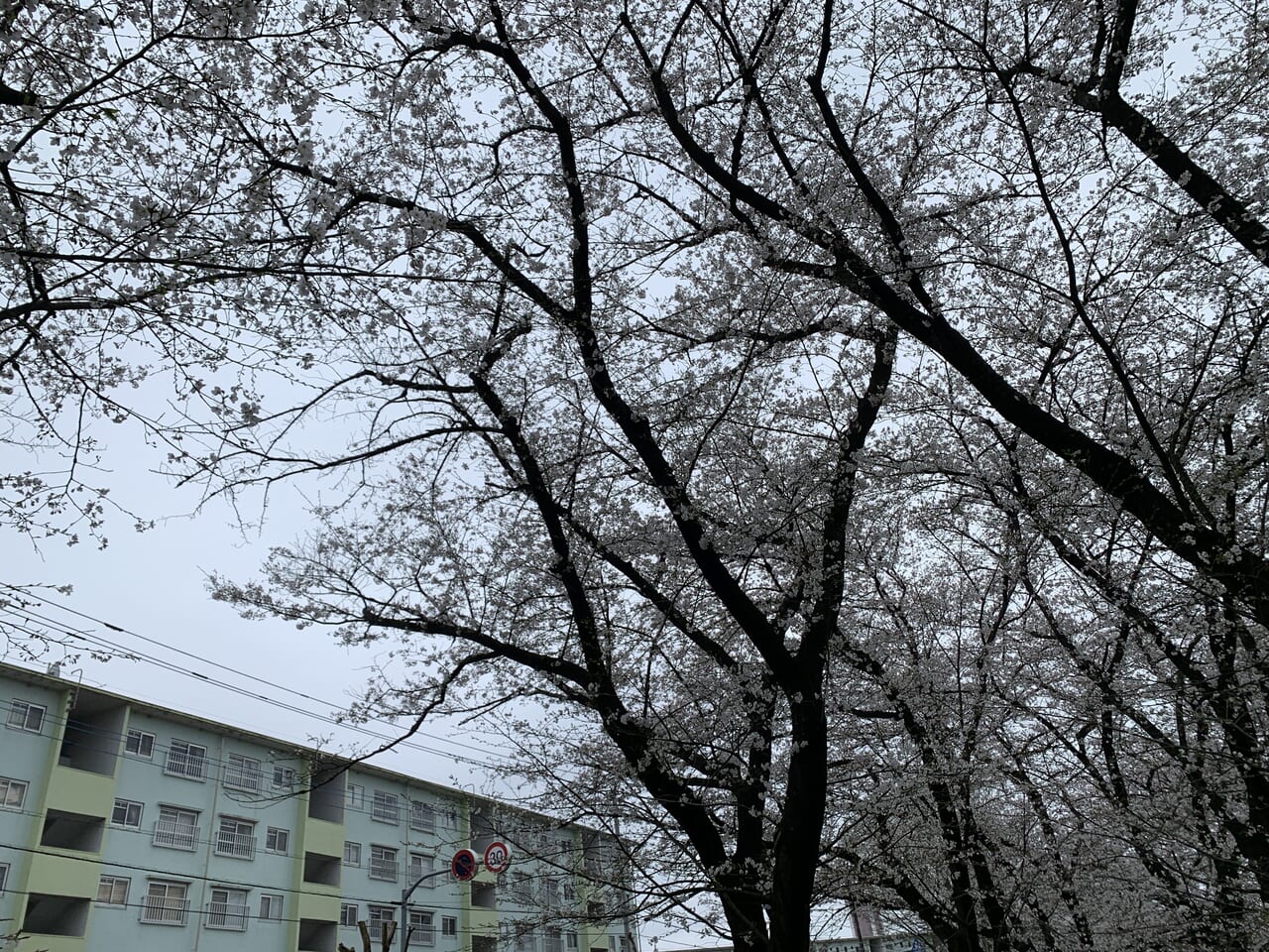 202404台田運動公園　桜