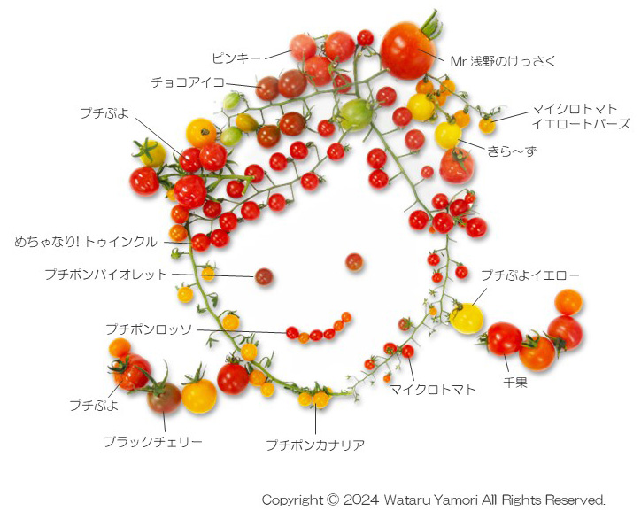 美しいトマトの科学図鑑刊行