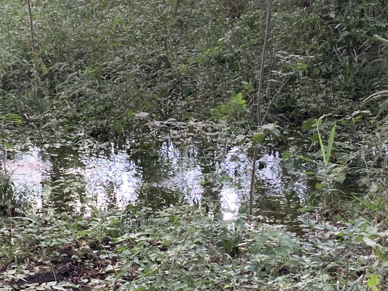 202409さいかち窪　湧水