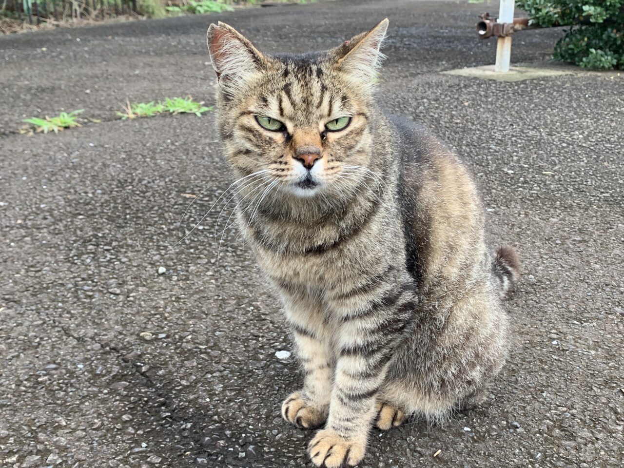 202411人とペットのしあわせフェア