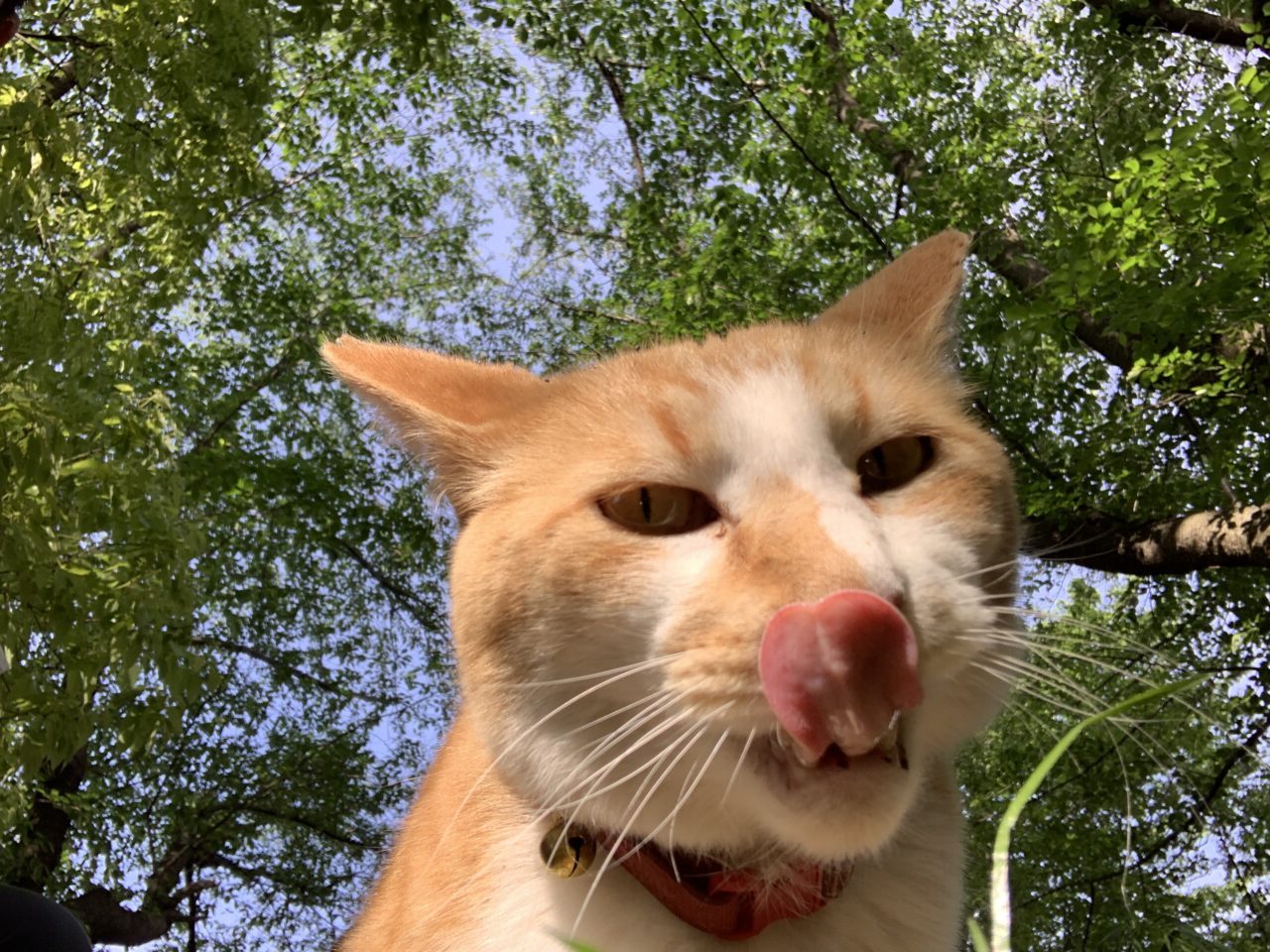 202501のら猫・飼い猫 まちと猫の明日を考える