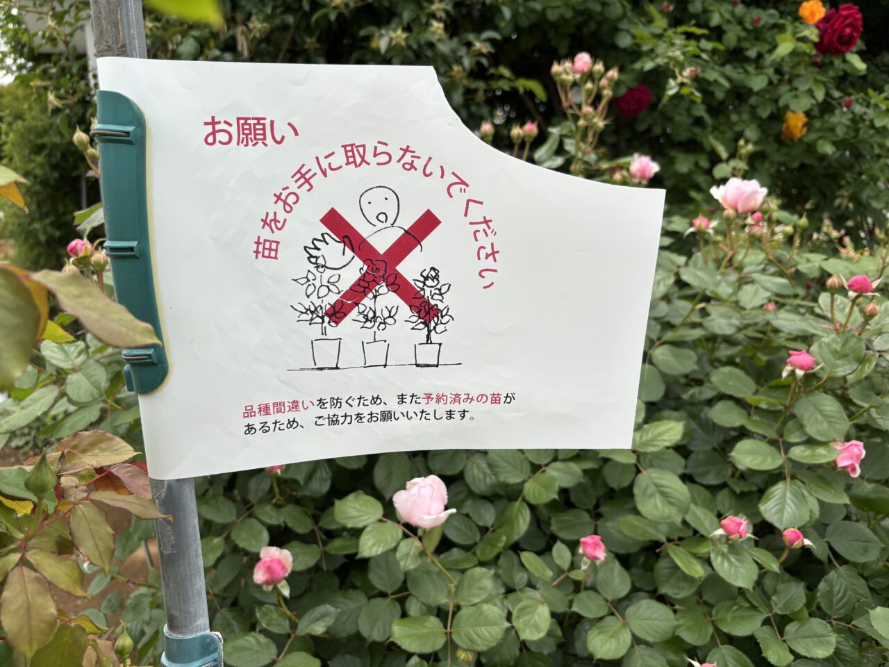 202505篠宮バラ園