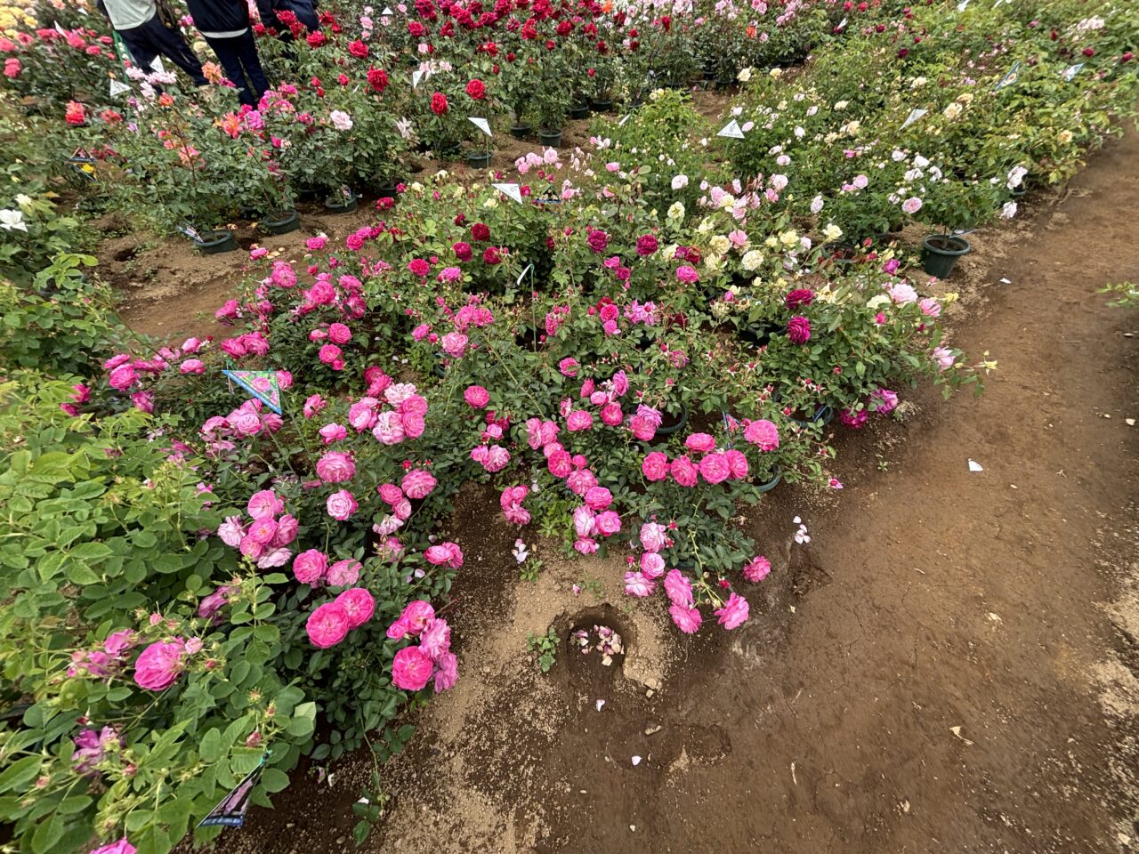 202505篠宮バラ園
