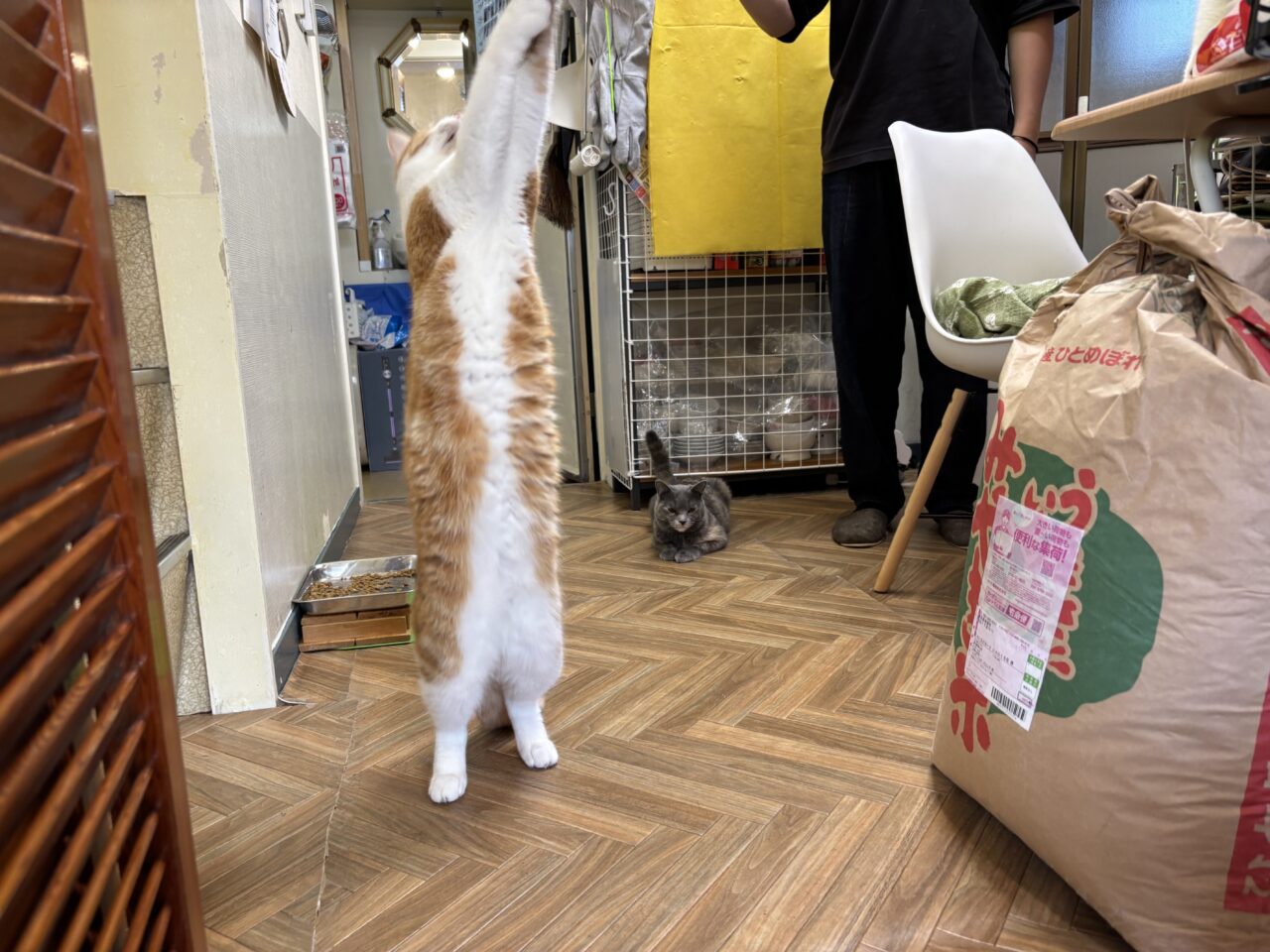 202510ふれあい譲渡会