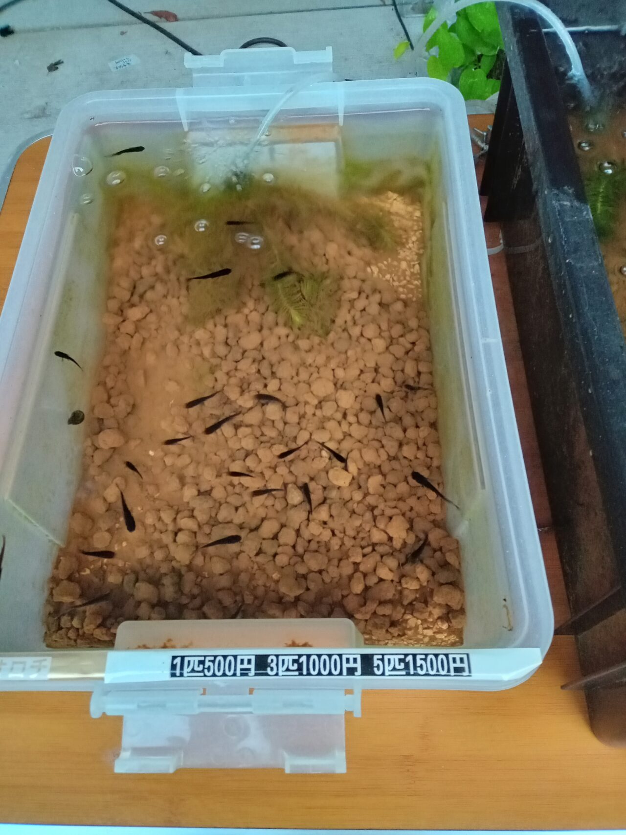 メダカ無人販売