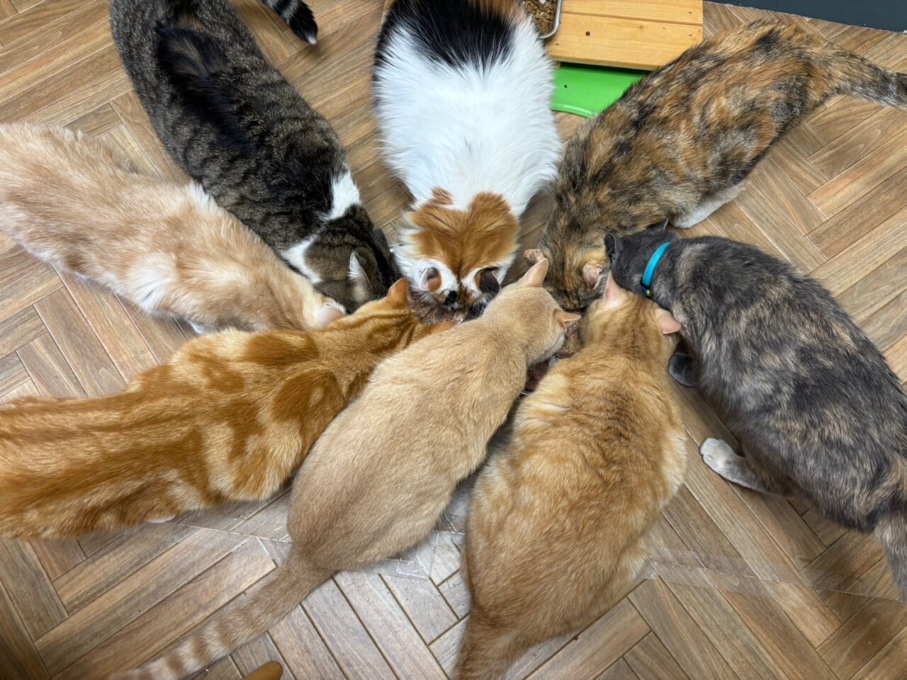 202510ふれあい譲渡会