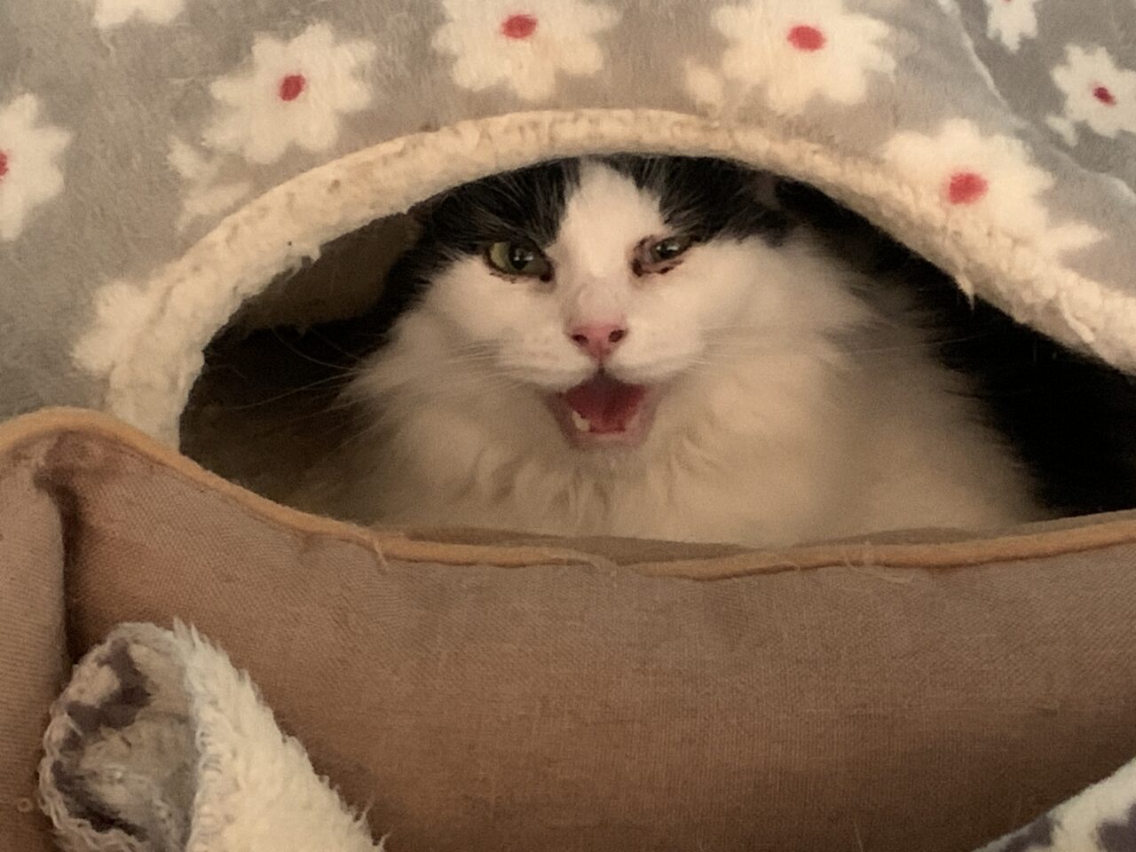 202510ふれあい譲渡会