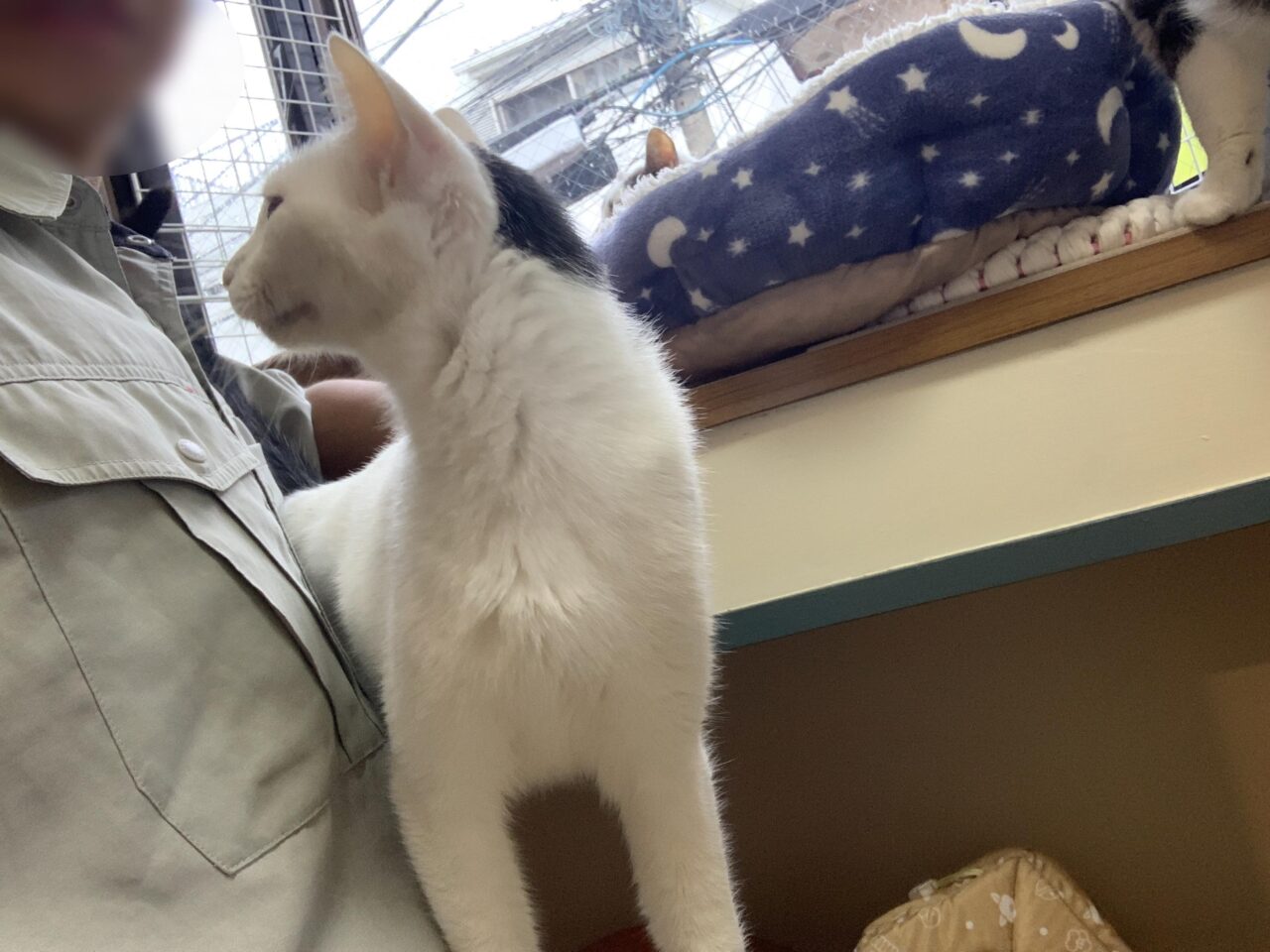 202510ふれあい譲渡会