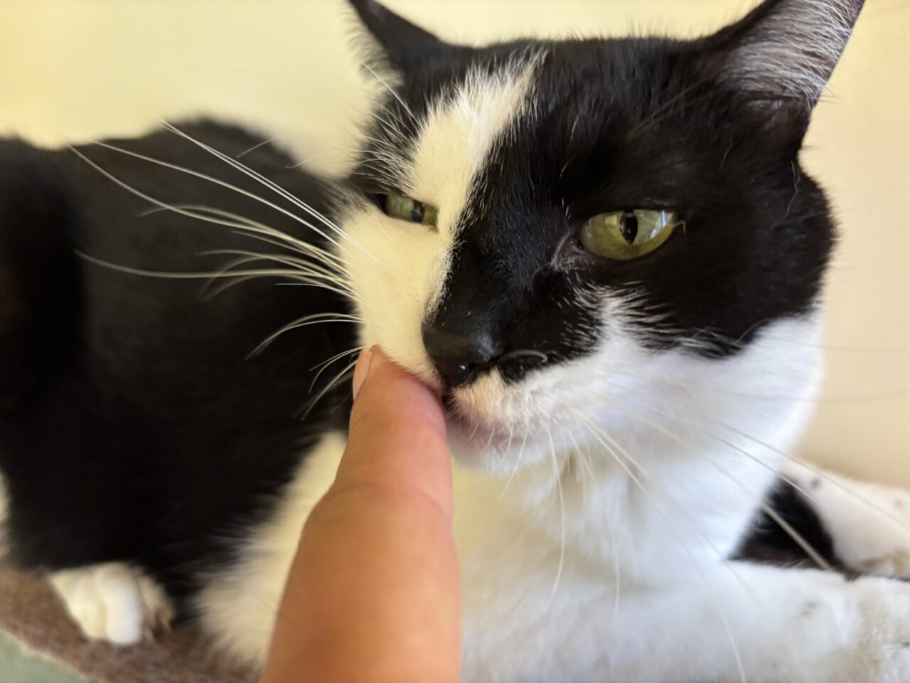 202510ふれあい譲渡会