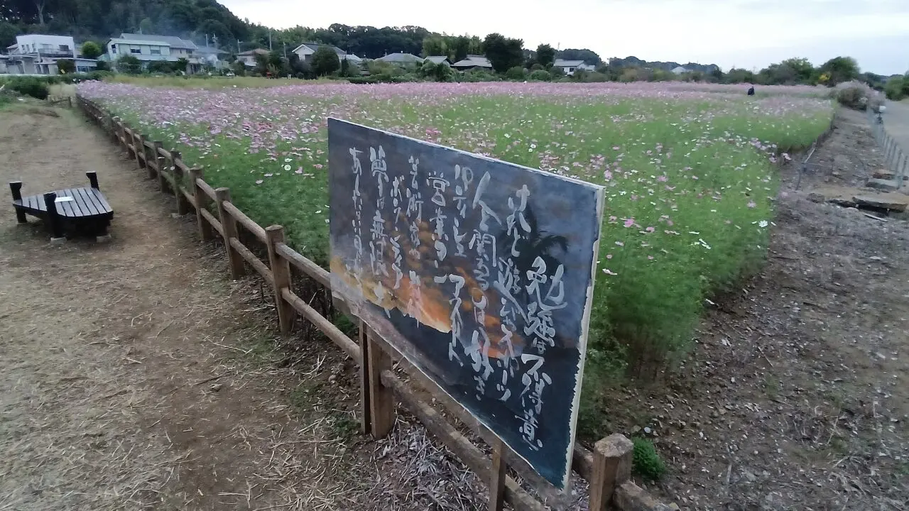 202510コスモス畑