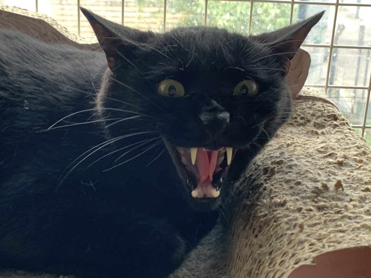 202512ふれあい譲渡会