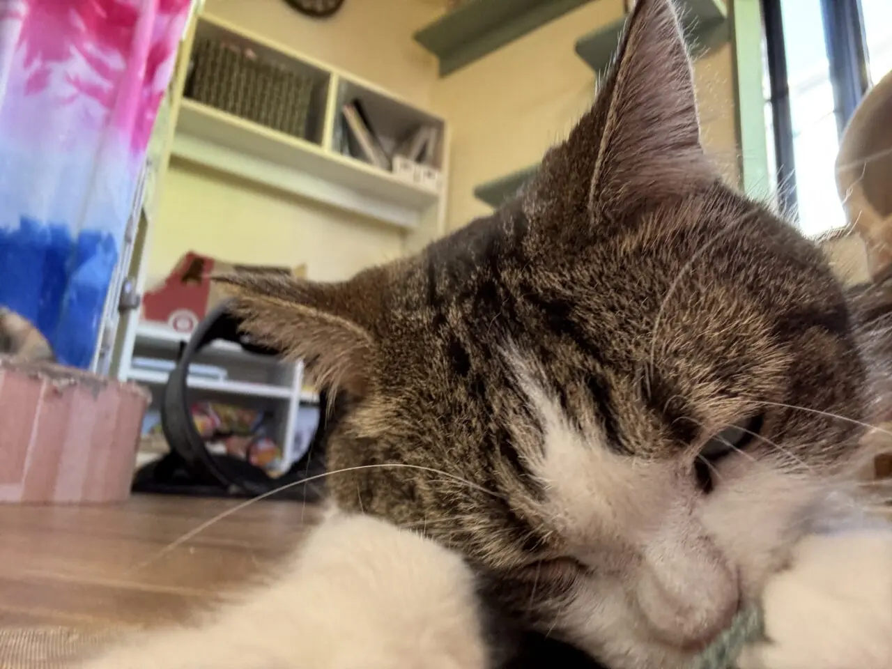 202512ふれあい譲渡会