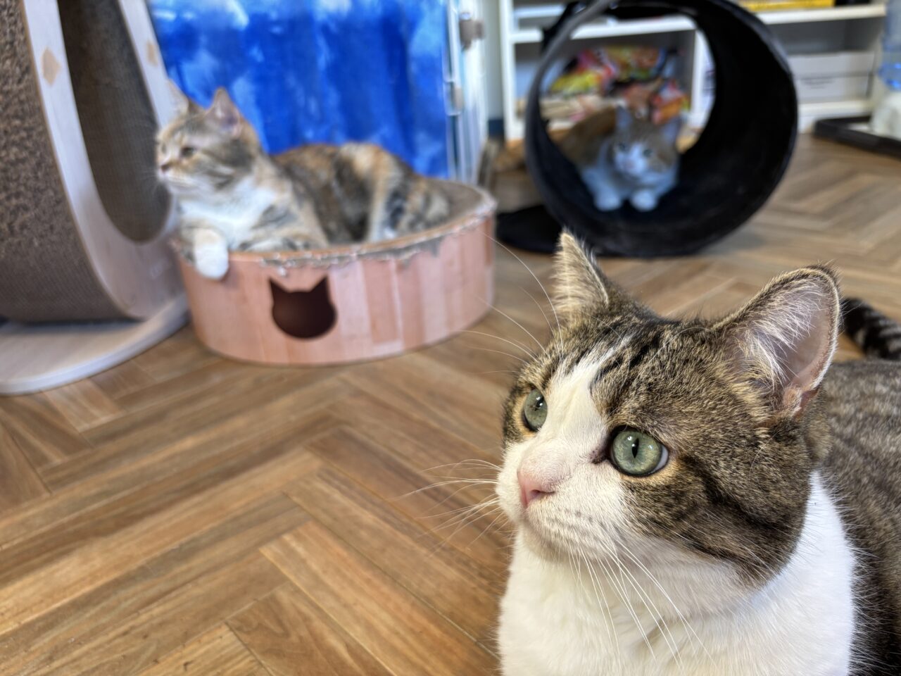 202512ふれあい譲渡会