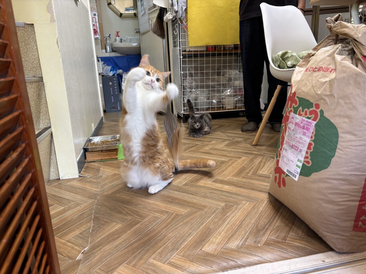 202512ふれあい譲渡会