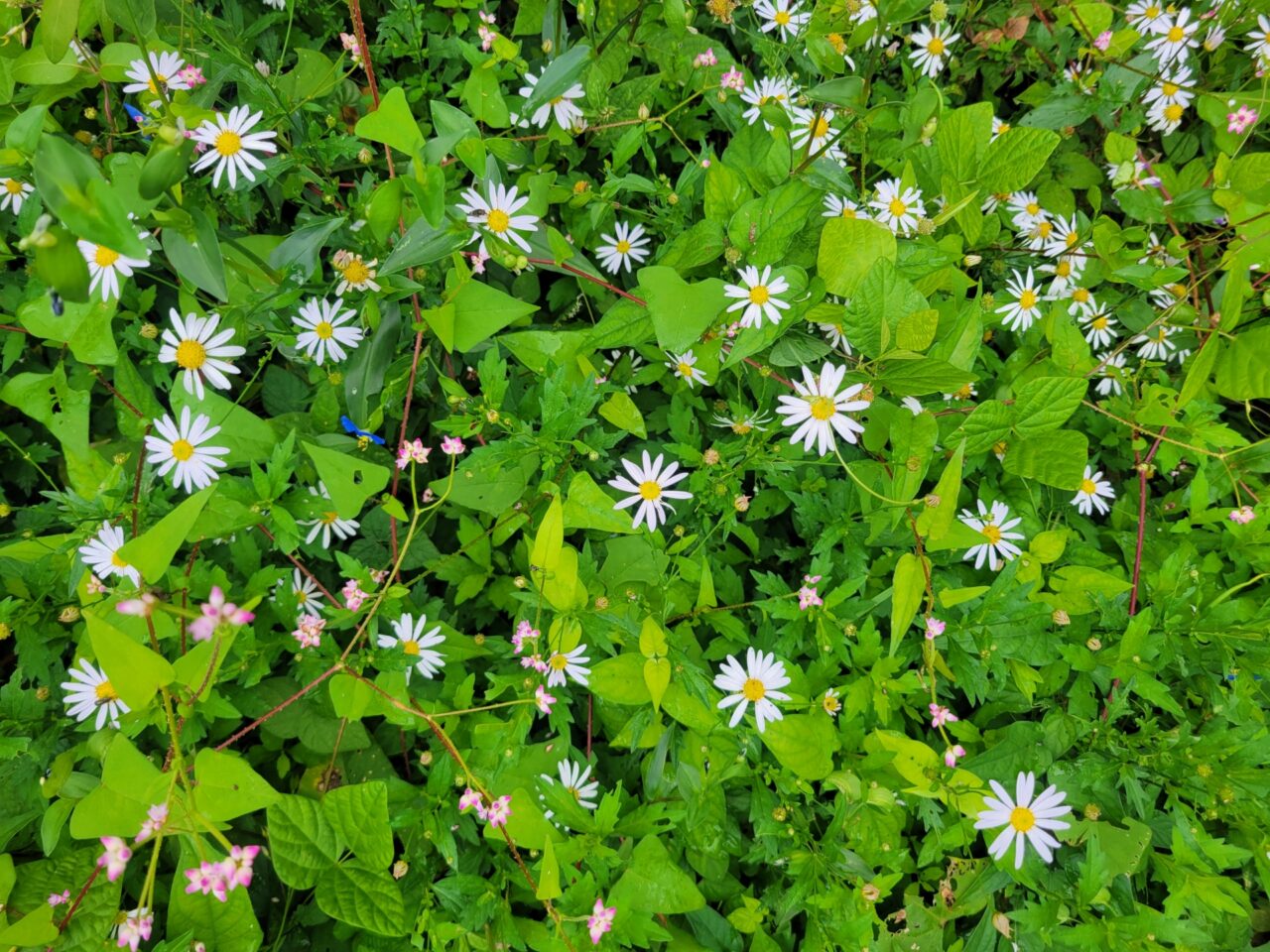 202512野草さんぽ