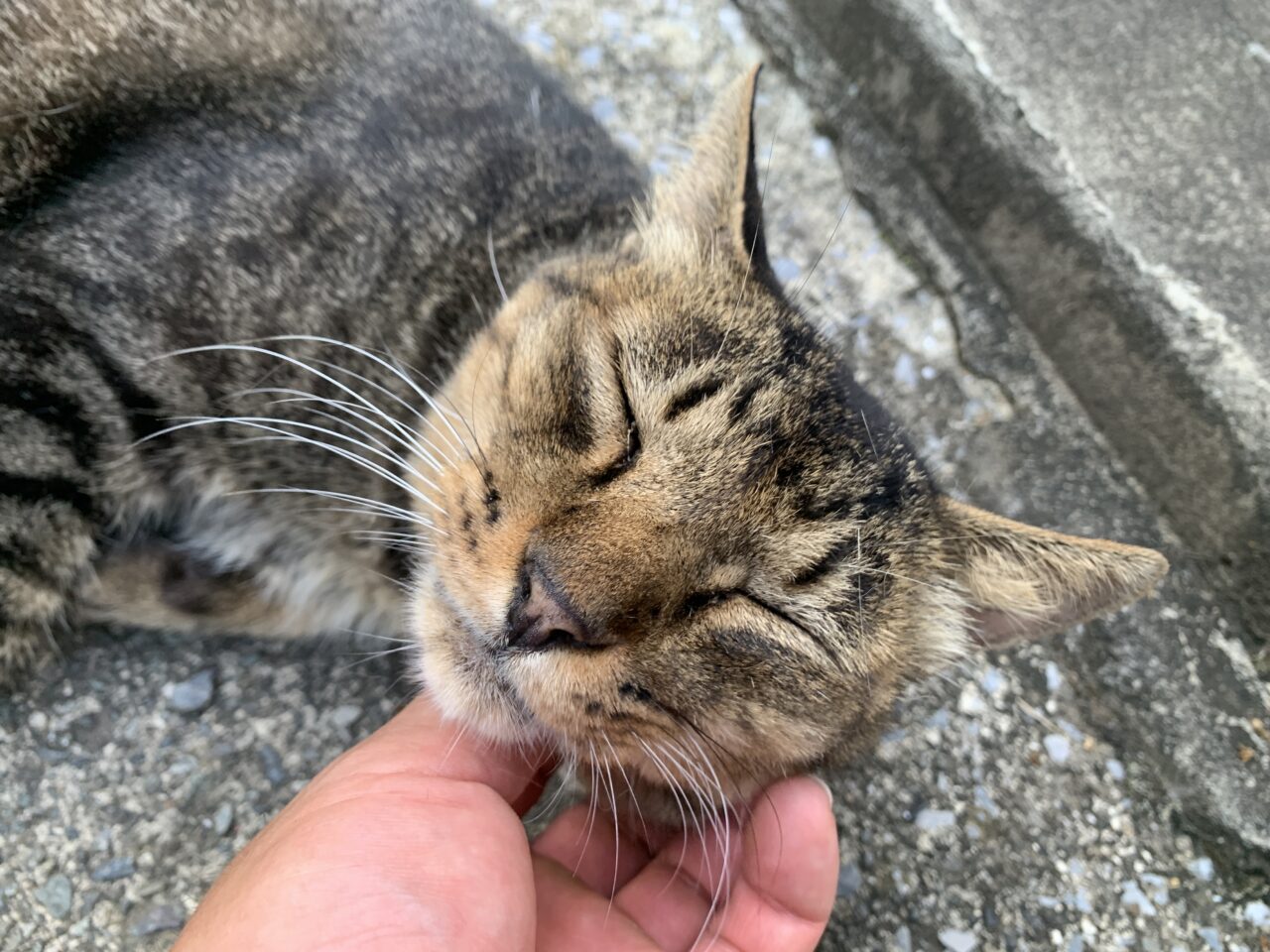 202601KIYOSE猫セミナー