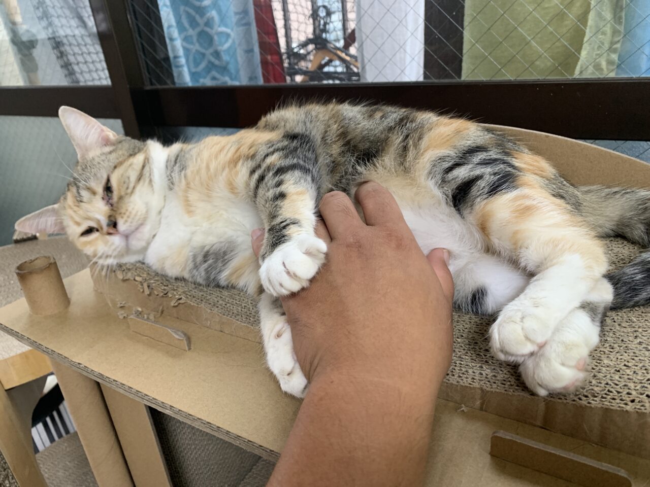 202601ふれあい譲渡会