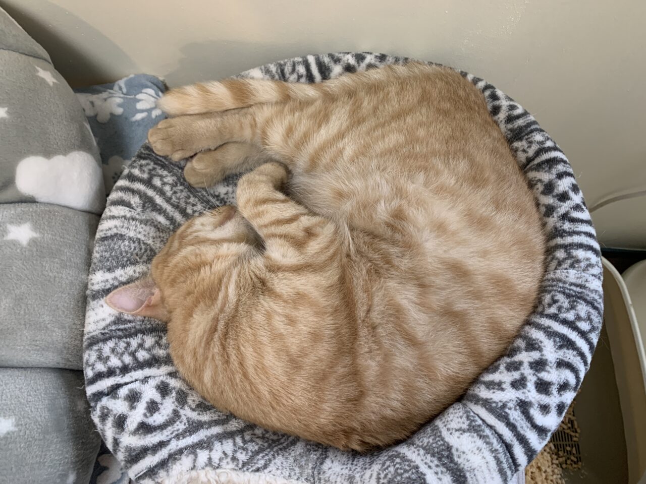 202601ふれあい譲渡会