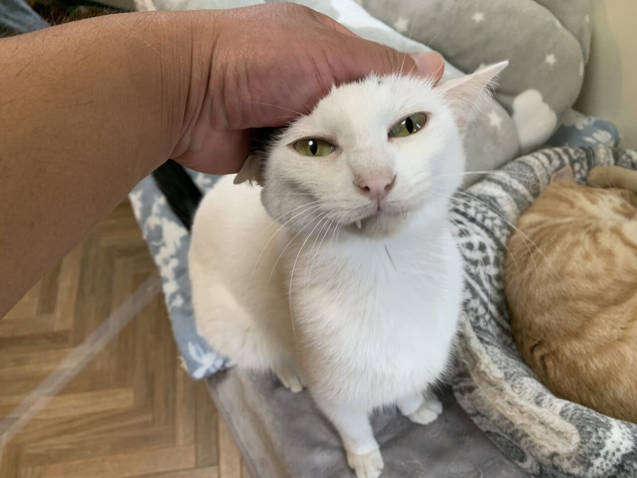 202601ふれあい譲渡会