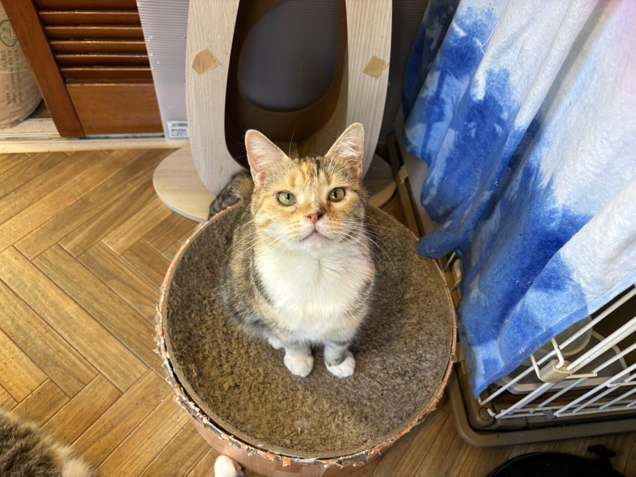 202602ふれあい譲渡会